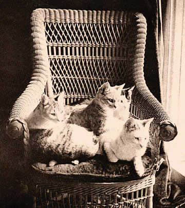 Mark Twain Cats